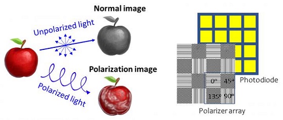 图1 左：偏振成像；右：传统偏振成像传感器（Ayumi Ishii供图）